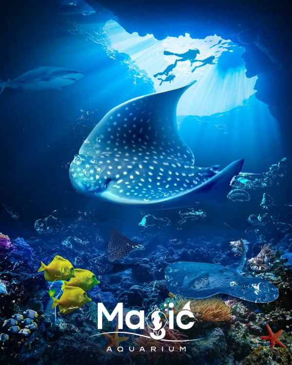 Welcome to Magic Aquarium, where we are happy to introduce you a new inhabitant - the Ringed Stingray!