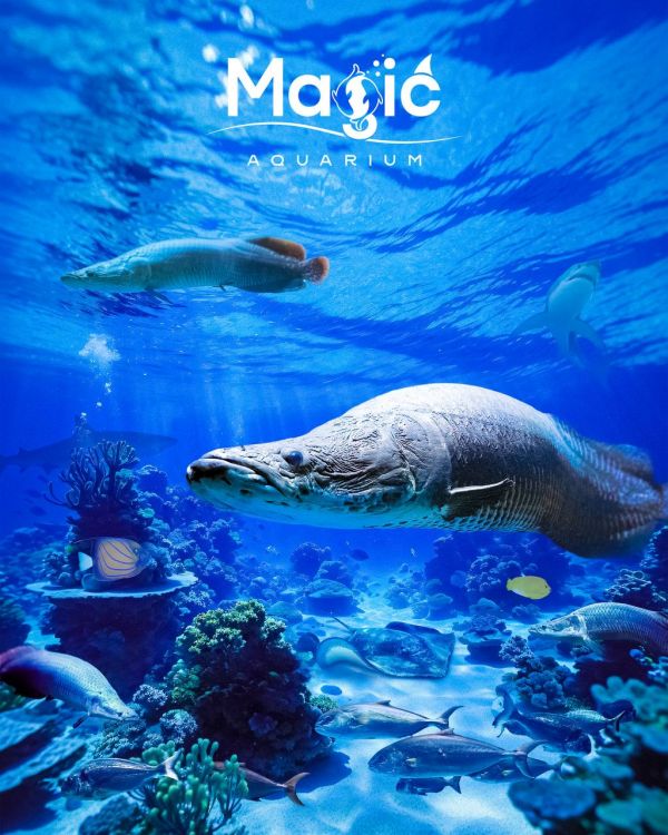 Introducing the inhabitant of the Magic Aquarium. Introducing the inhabitant of the Magic Aquarium.